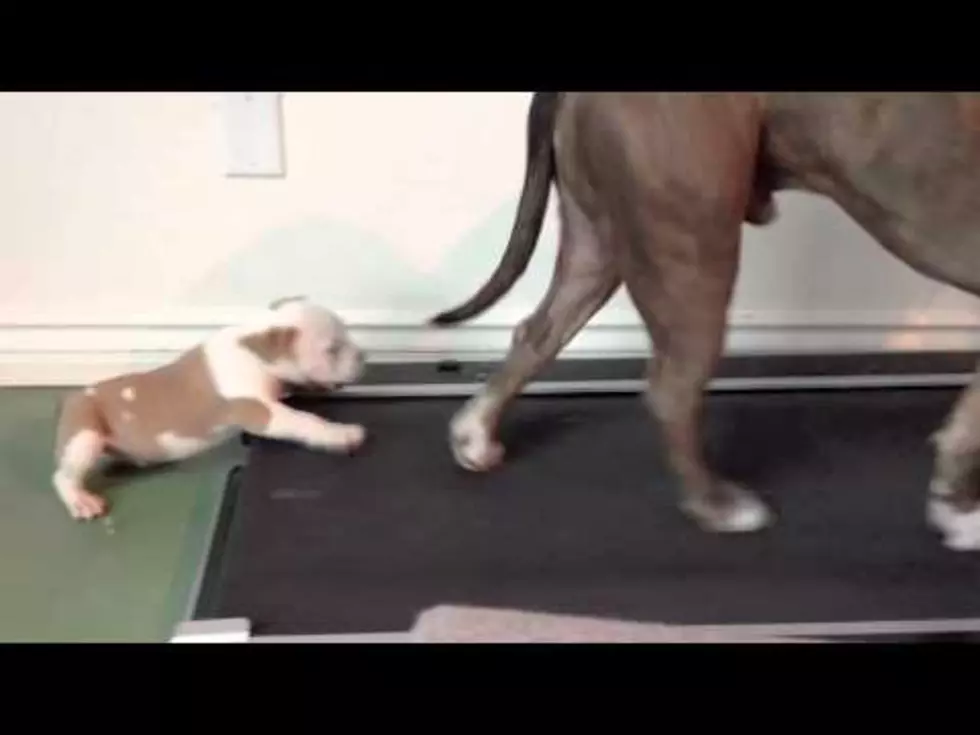 Adorable Puppy Determined to Use Treadmill [VIDEO]