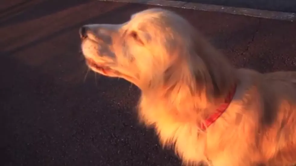 Adorable Dog Imitates a Siren [VIDEO]