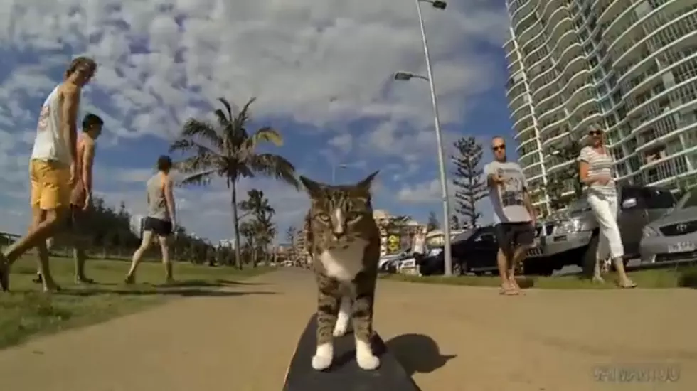 The World&#8217;s Best Skateboarding Cat [VIDEO]