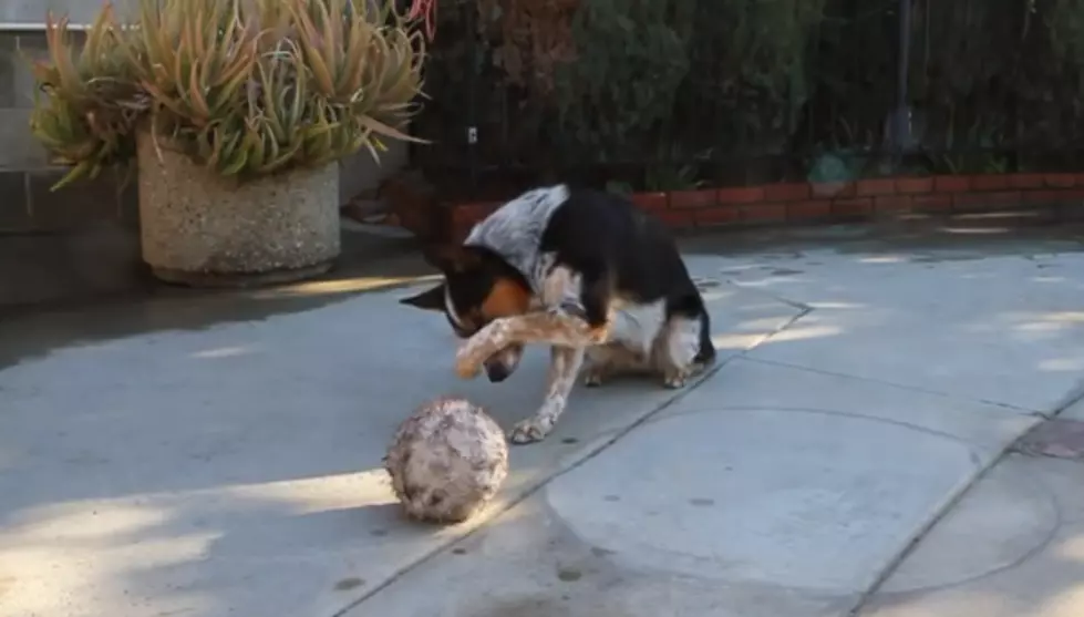 Watch the World’s Best Trained Dog [VIDEO]