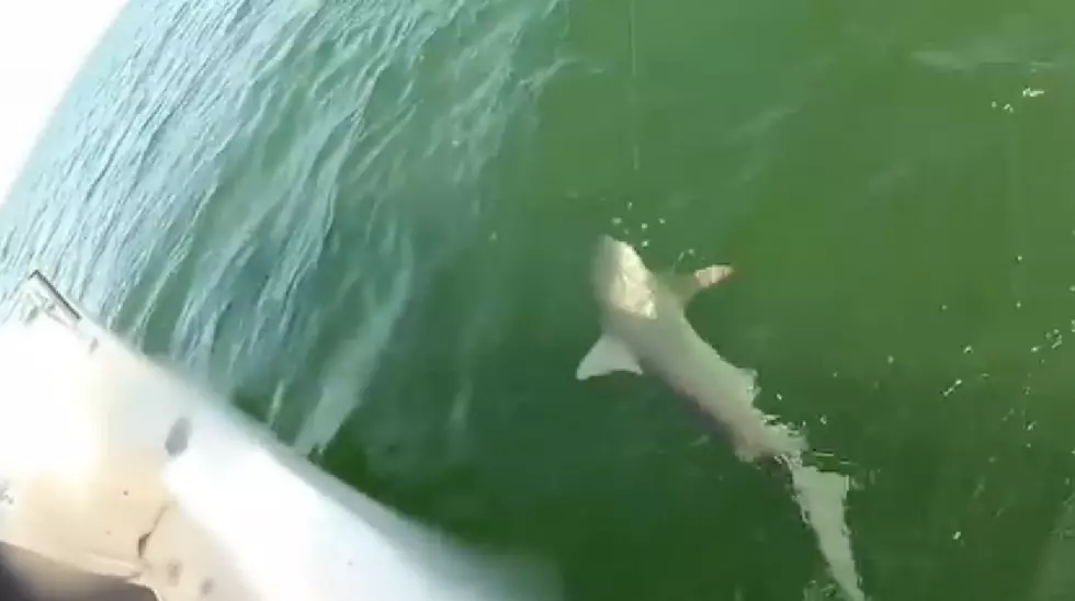 Huge Fish Eats 4-Foot Shark in One Bite [VIDEO]