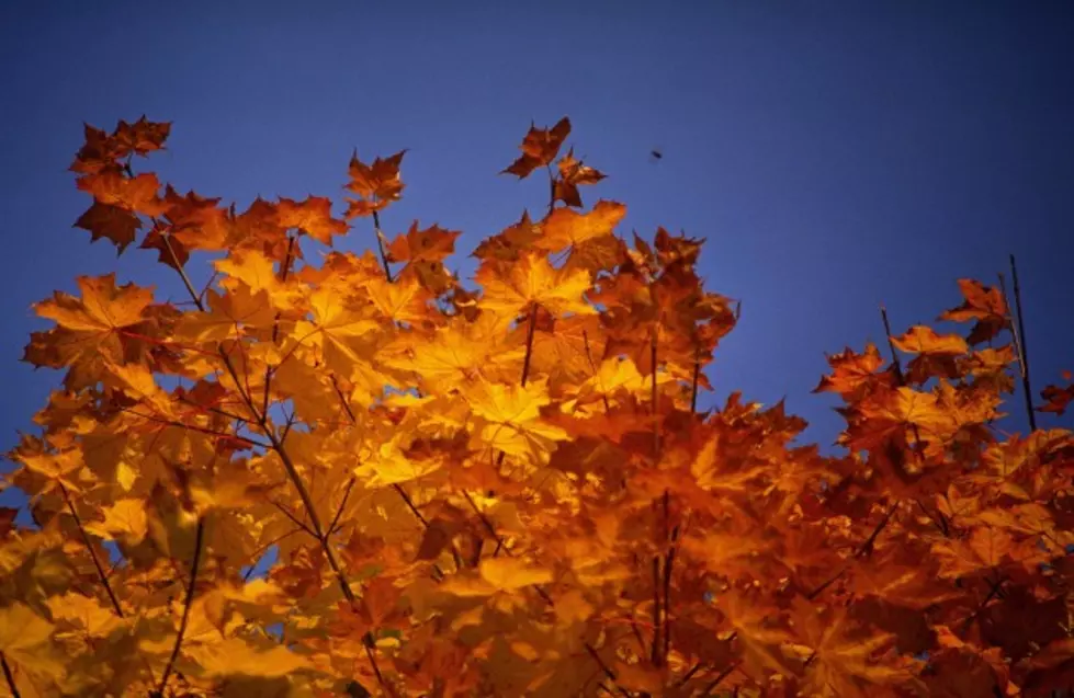 Best Time For Fall Foliage