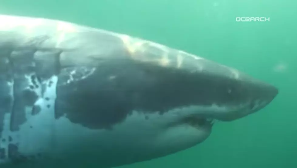 Watch Video of Mary Lee the Shark