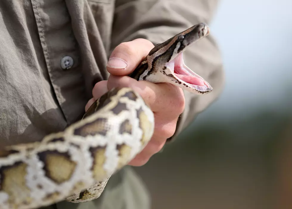 Matt Ryan vs. Snake [VIDEO]