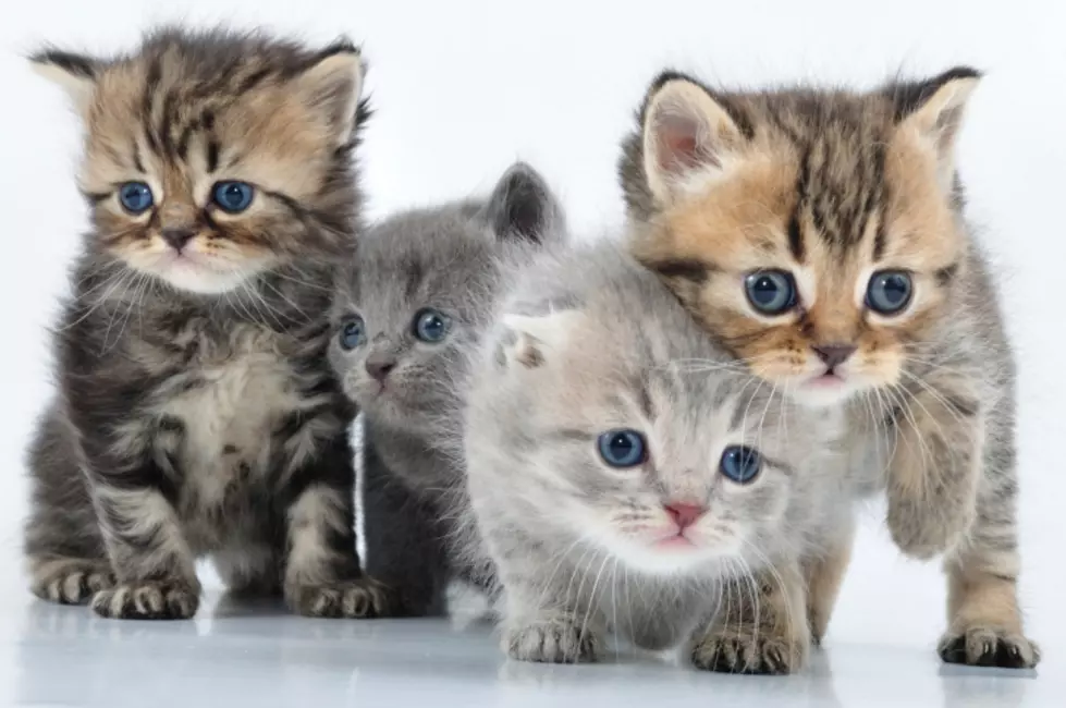 Update on Oceanport Kittens