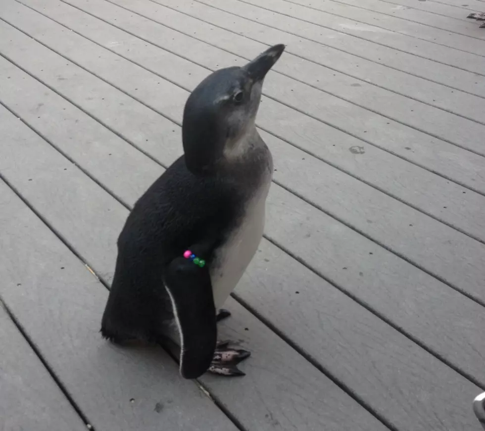 Is There A Better Combination Than Pizza And Penguins?