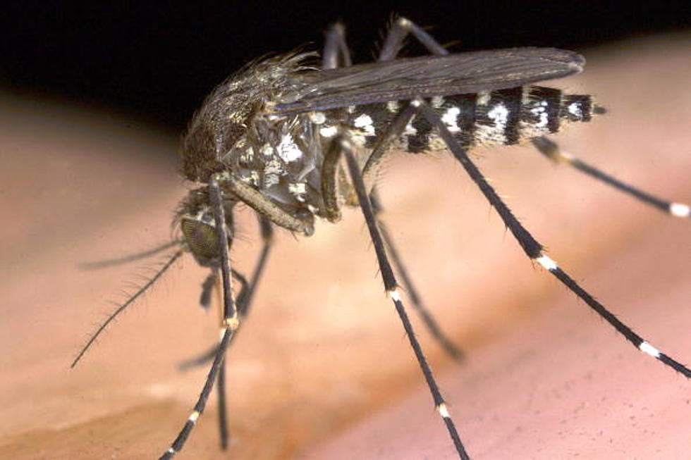 Why Mosquitoes May Love You