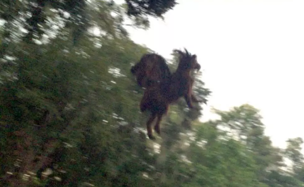 SEE IT: Was the Jersey Devil Spotted?