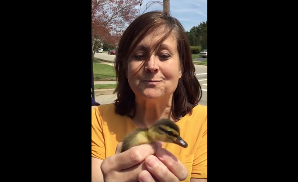 WATCH: Toms River Couple Saves Ducklings From Storm Sewer