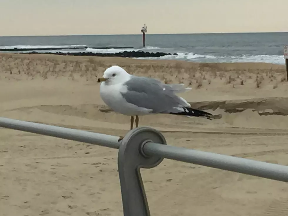 Seagulls: Love Them or Hate Them?