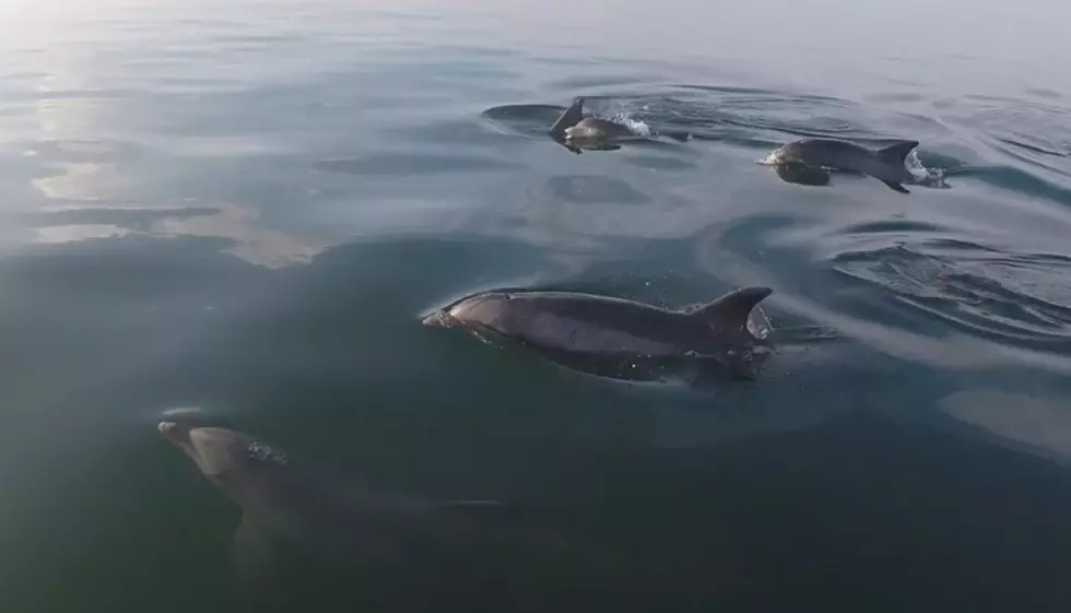 WATCH: Jersey Shore Paddleboarder Hangs with Dolphins