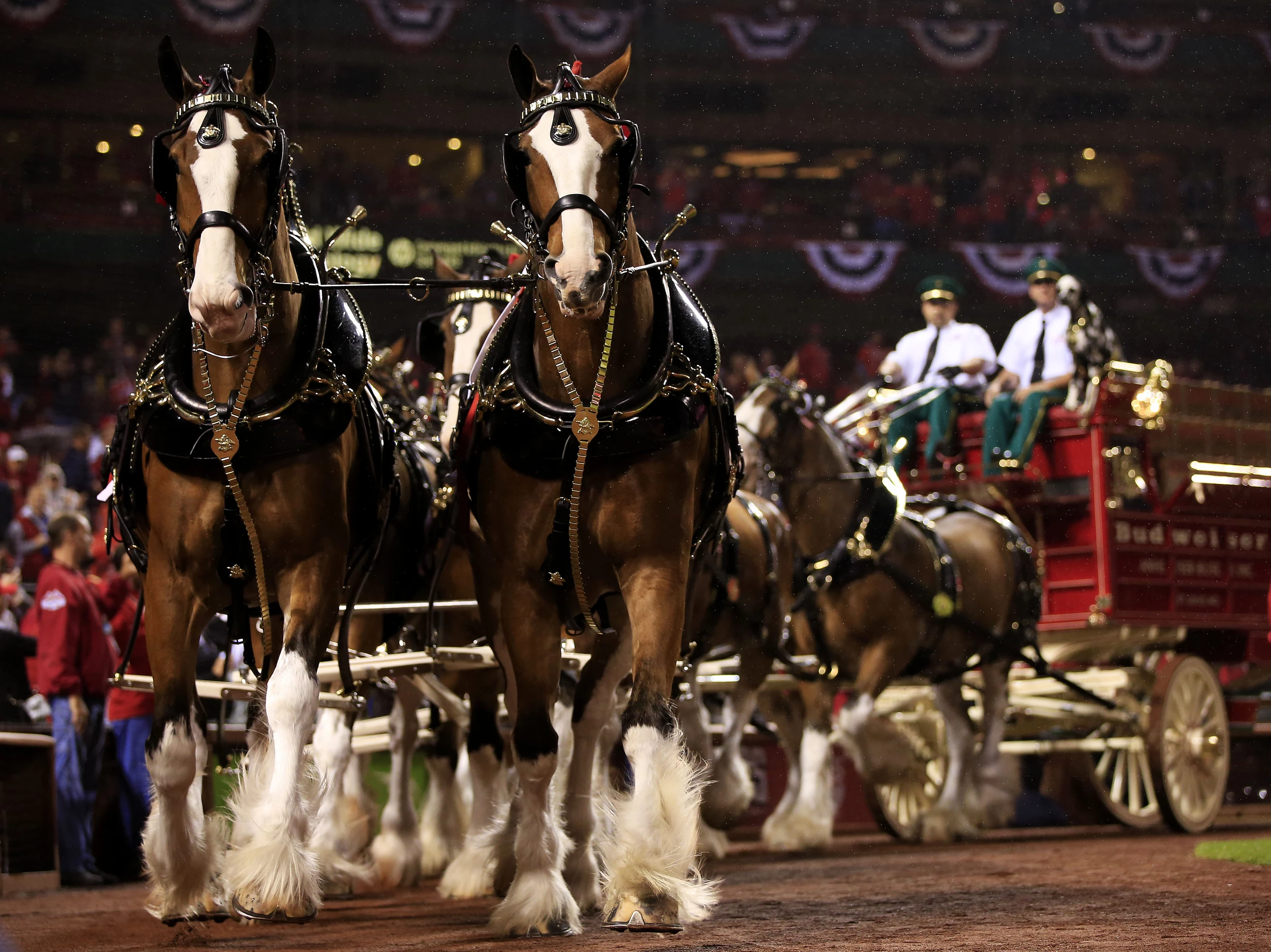 Where to See the Budweiser Clydesdales in Belmar Today