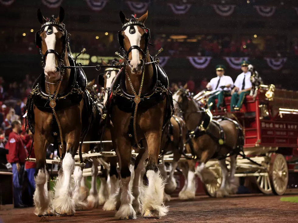 Budweiser Clydesdales Still Set for Asbury Park Today