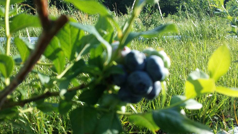 Jersey Blueberries turn 100 and is cause for celebration