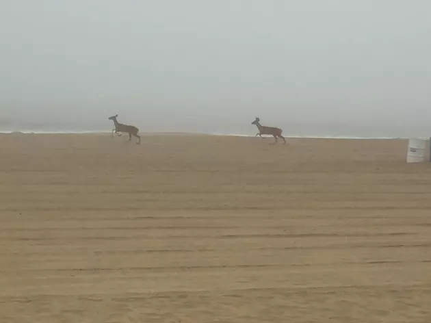 Deer on the Beach in Asbury