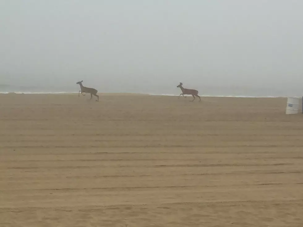 Deer on the Beach in Asbury