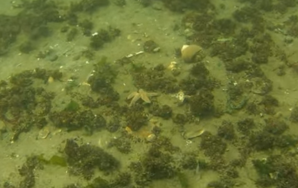 What Does the Bottom of the Ocean in Belmar Look Like? WATCH!