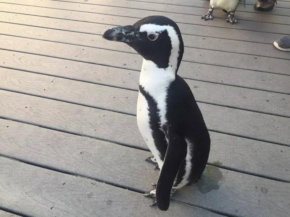 Meet the Penguins Wednesday