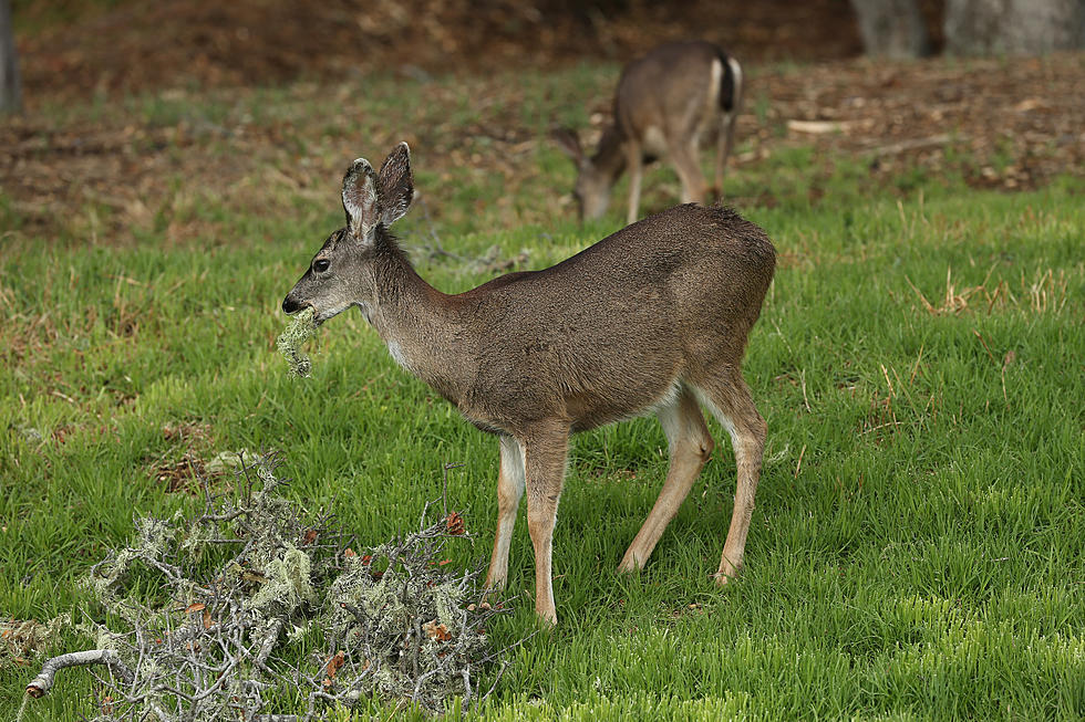 WATCH &#038; LISTEN: Deer vs Vehicle, Howell driver wins