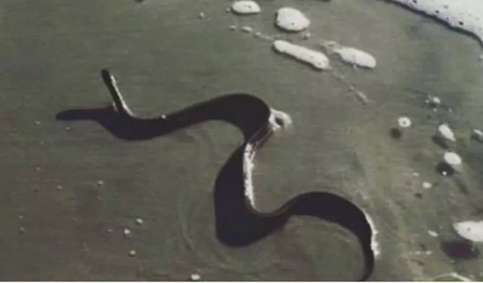 Snakes on the Beach at the Jersey Shore [VIDEO]