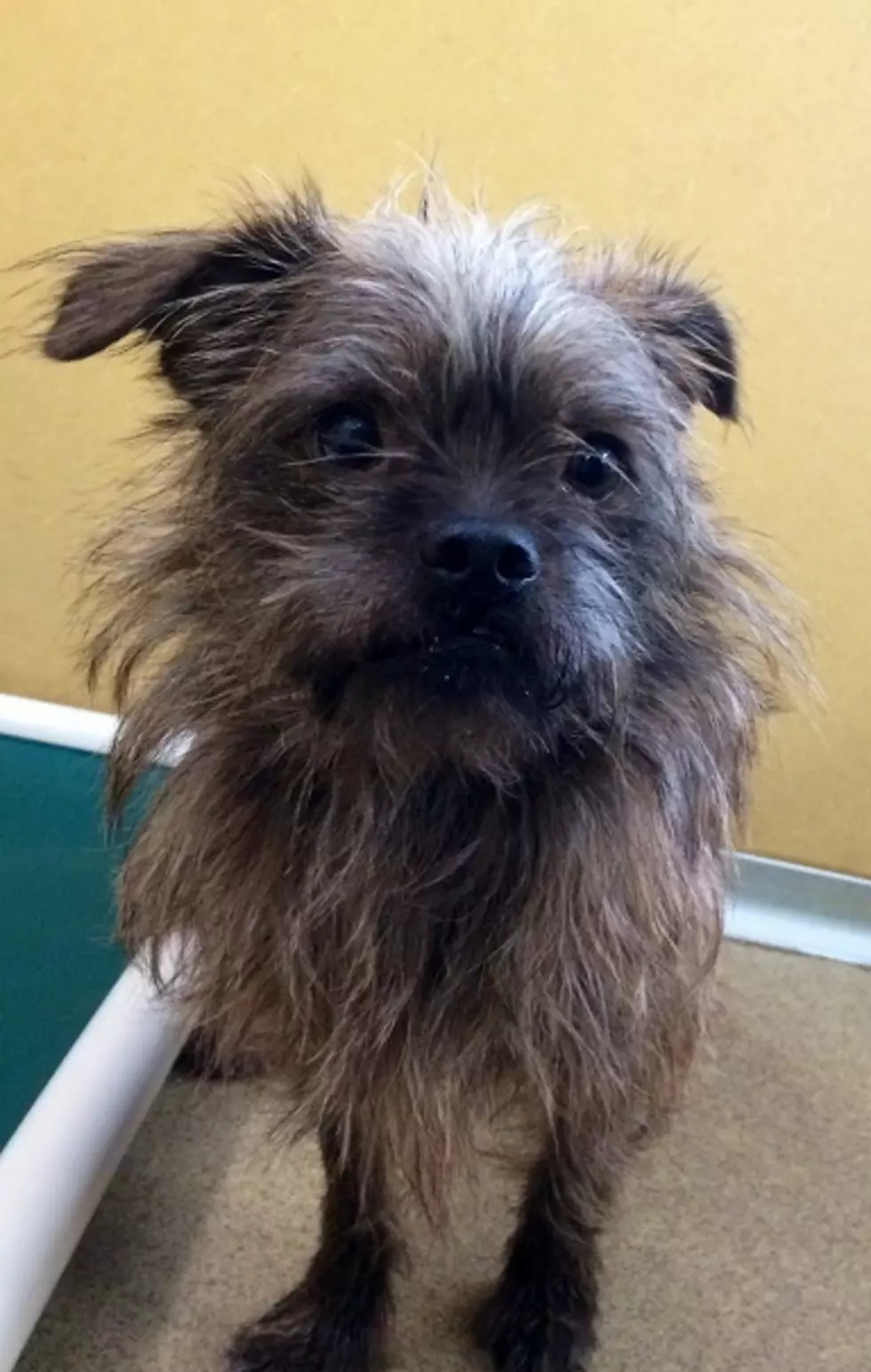 Precious Little Dog from Hoarding Case Needs Home