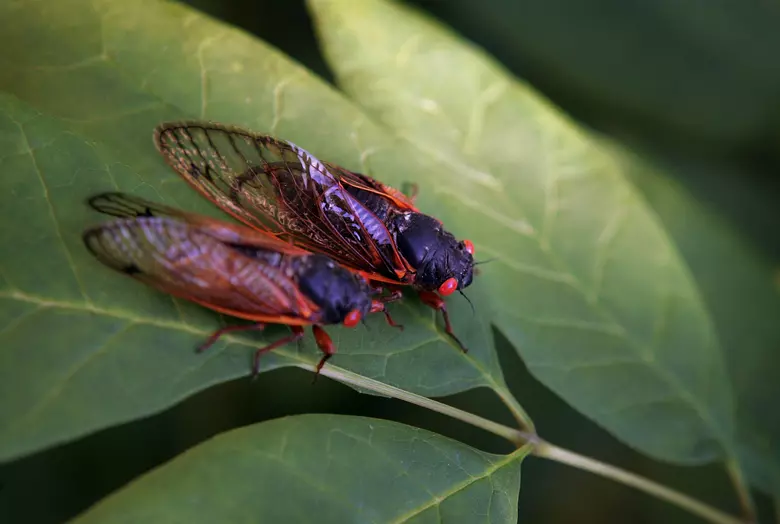 Cicada Invasion In New Jersey