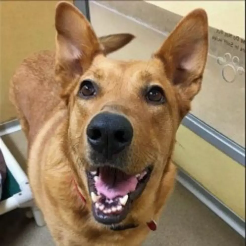 Two Year Old Shepherd Mix Needs Home