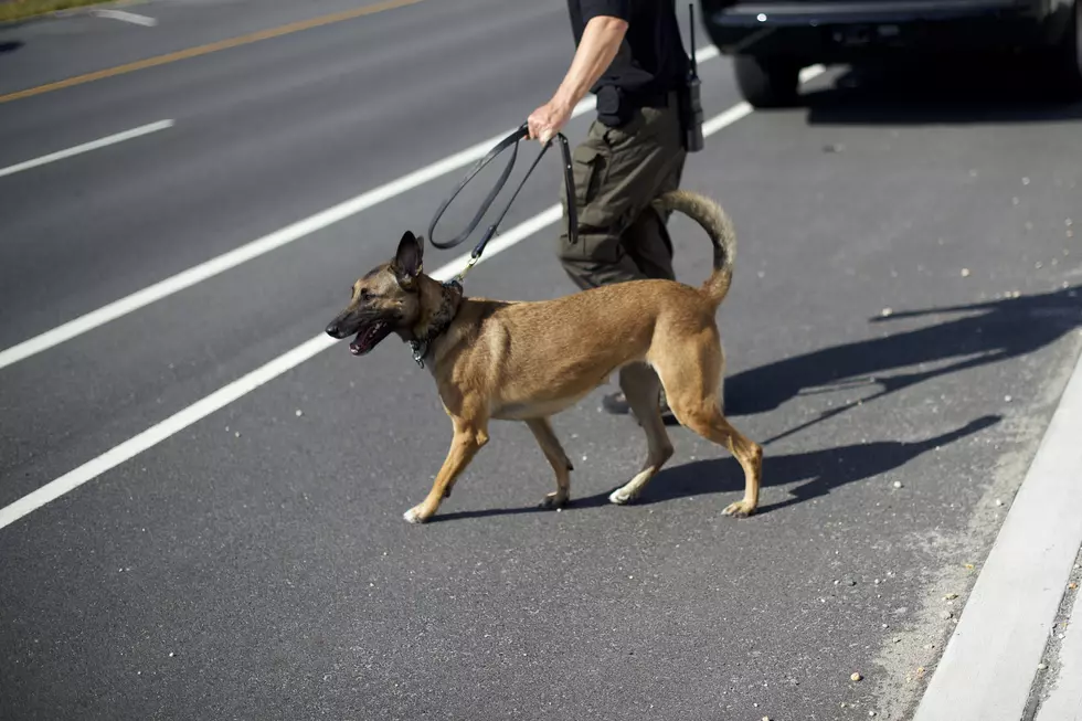 Air Force In Need of People to Adopt Retired Military Dogs