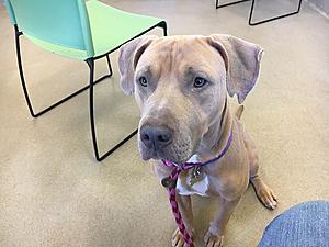 Meet Our Point Pet Of The Week &#8211; Chyna