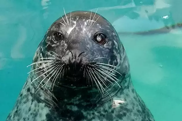 Beloved Jenks Aquarium Seal has Cancer