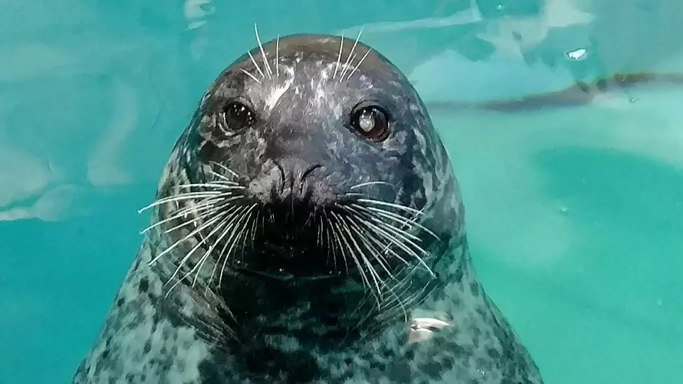 Beloved Jenks Aquarium Seal has Cancer