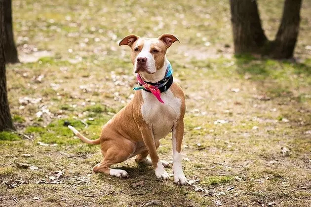 Family Unable to Take Their Dog When They Moved