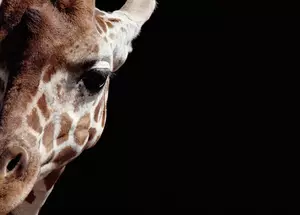 How Much Time Can We Give To April The Giraffe Here At The Shore?