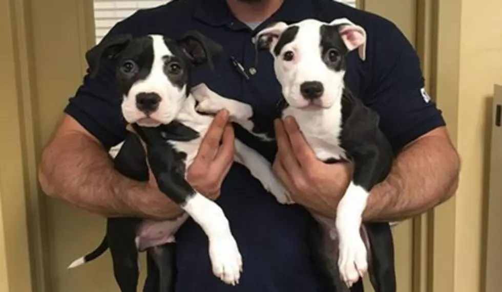 This Monmouth SPCA Photo is Going Viral…and It’s Not Because of the Puppies