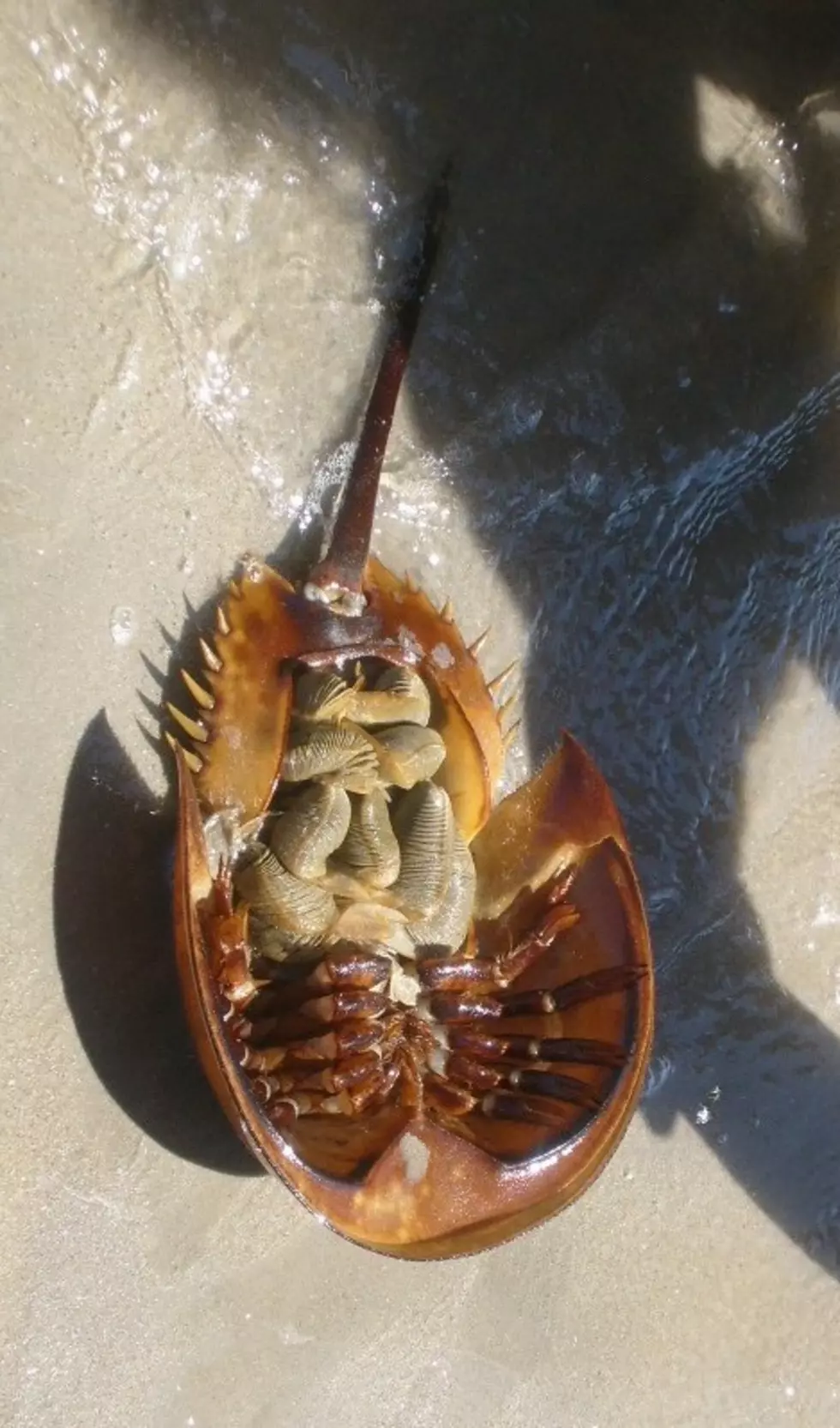 (NJ Sea Grant Consortium)