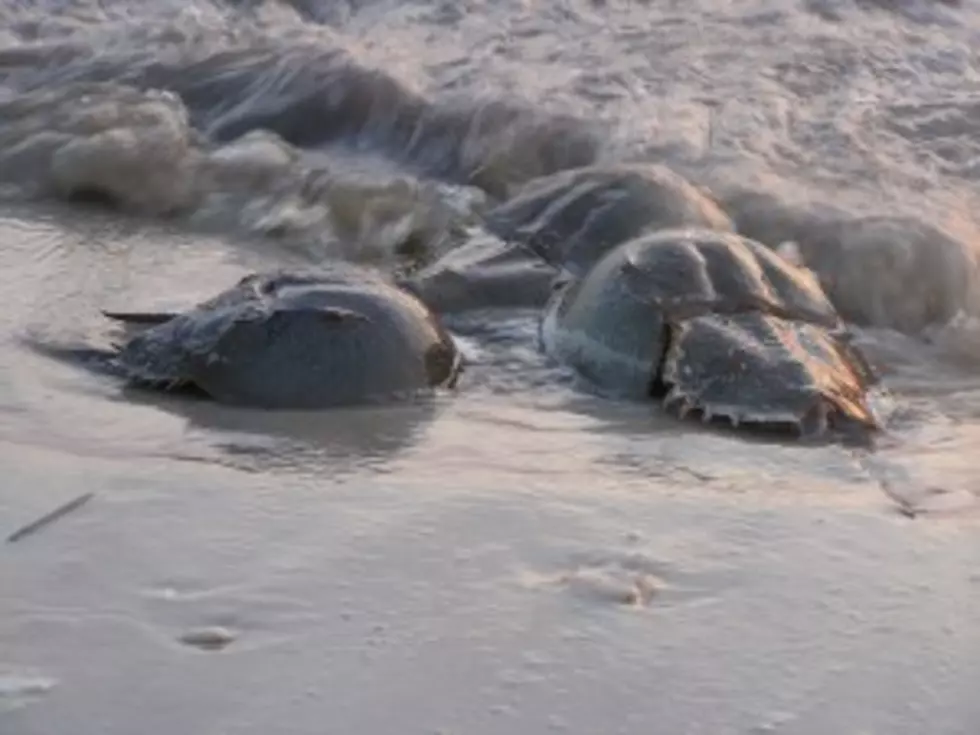 Fun Facts About Horseshoe Crab Season at the Jersey Shore