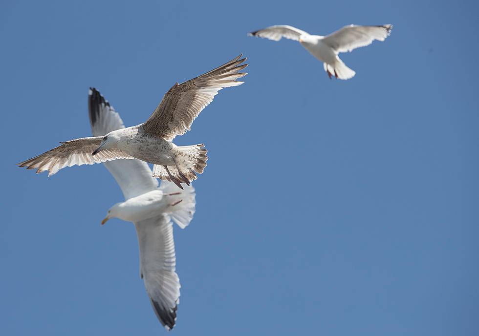 Simply alarming: To the family who fed seagulls on the beach this weekend