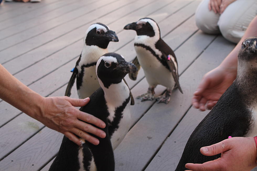Meet the Penguins with Us!