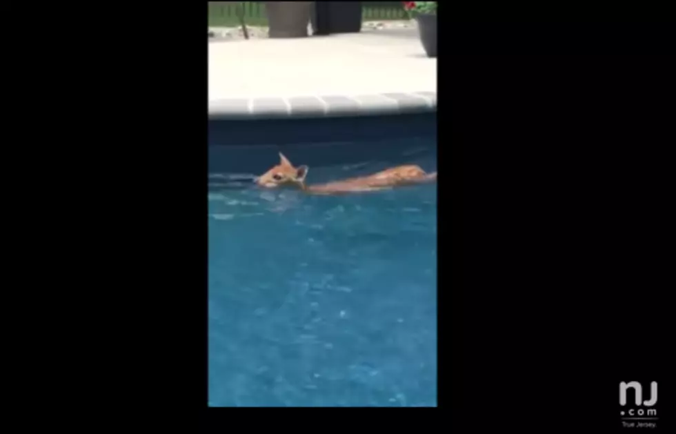 Oh Deer! Fawn Enjoys Daily Swim in Freehold Pool