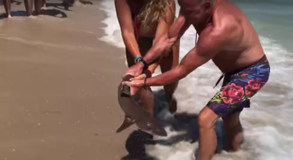Amazing Bare-Handed Shark Rescue on LBI