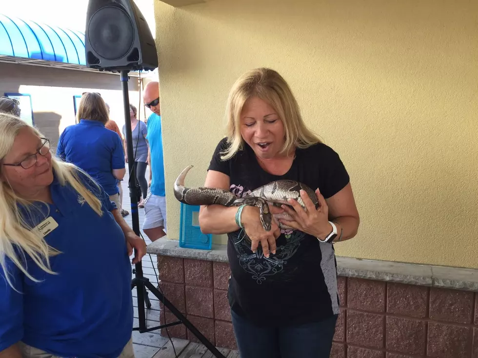 Would You Hold a Snake and a Gator Like Liz Did?