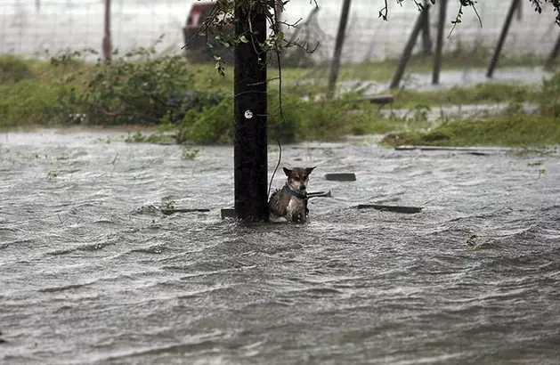 Help the MCSPCA As They Rescue Dogs from Houston