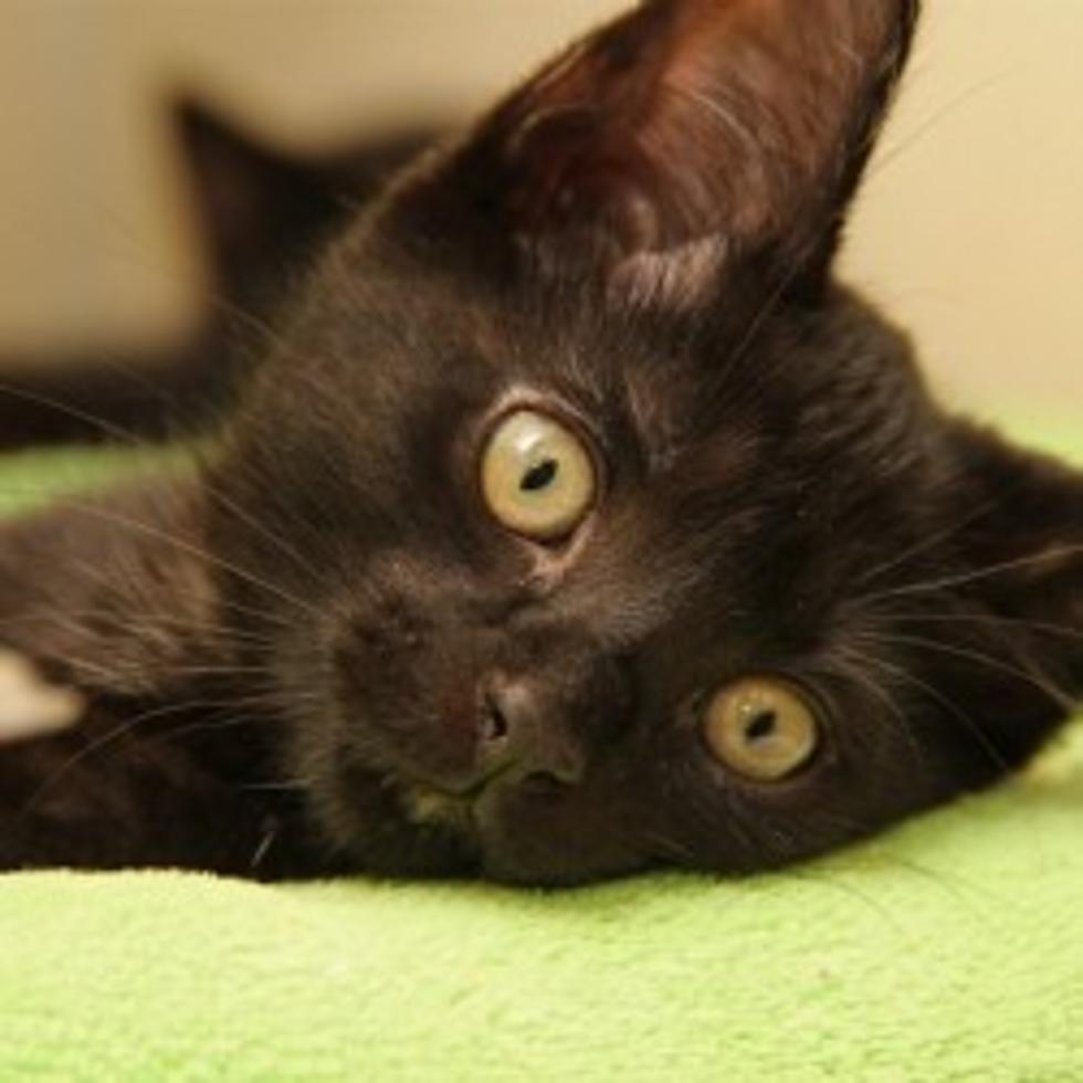 Black Cats Up For Adoption During Halloween Season