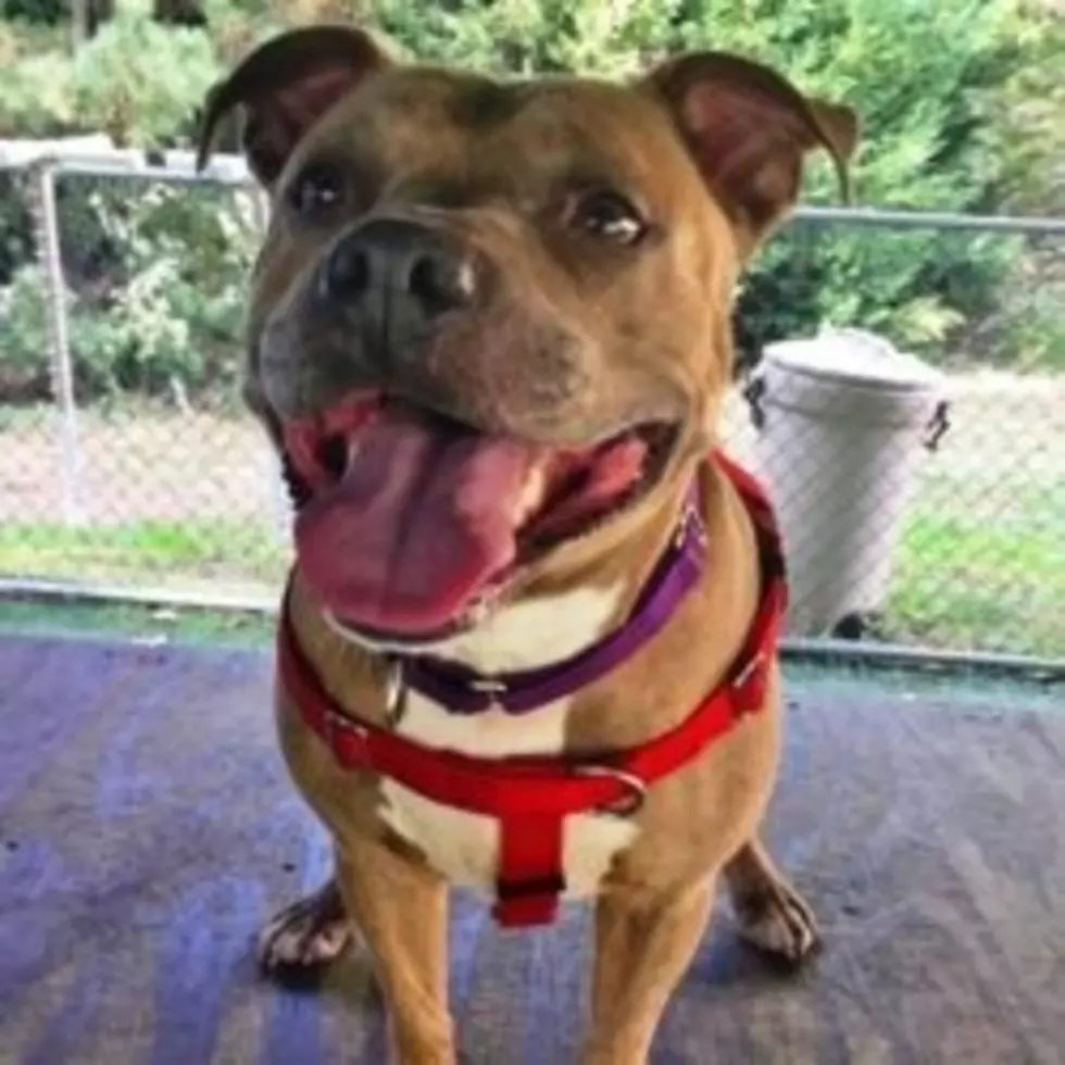Sweet Dog from Long Branch Needs a New Home