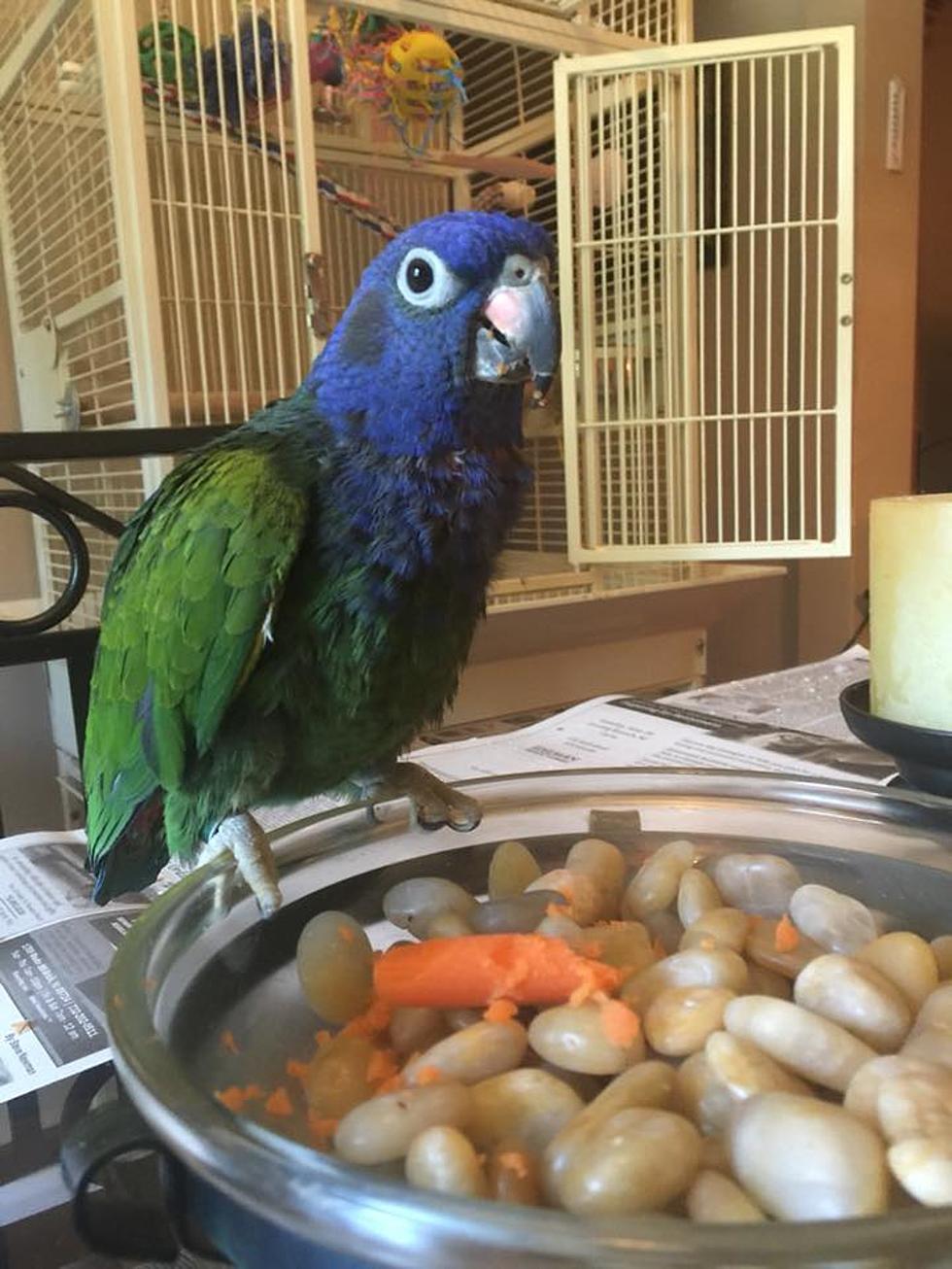 Beloved Bird Flew Out of Red Bank Home