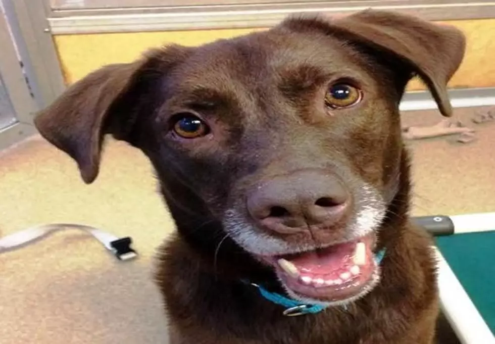 This Lab Mix from Manasquan is Cat-Friendly