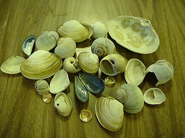 NJ Clams and the Shells you Find at the Beach