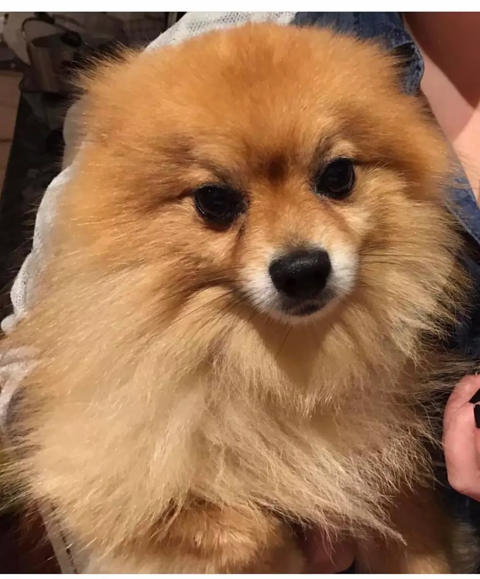 Beloved Pomeranian Lost in Toms River