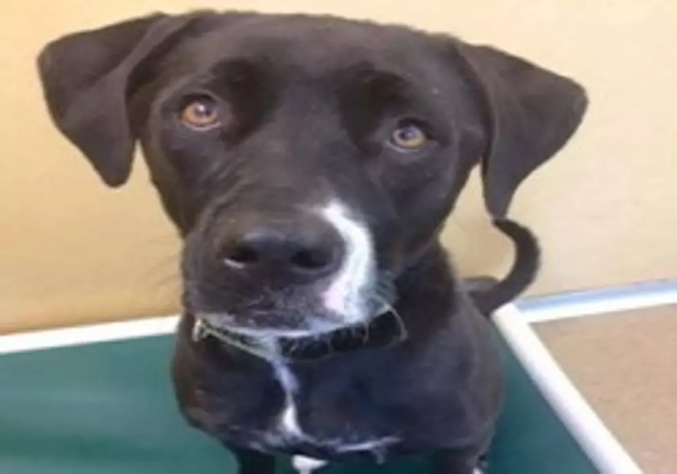 This Long Branch Lab Mix Has Been at the Shelter for a Year