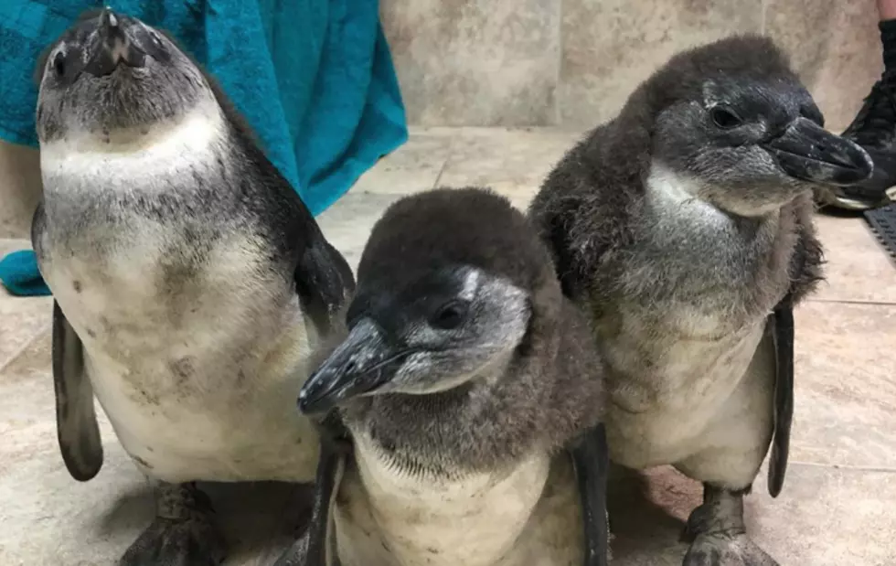 Name Jenkinson’s 3 New Baby Penguins